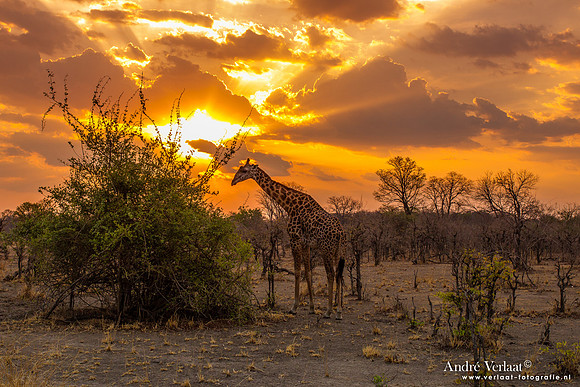 Thornicroft Giraffe - South Luangwa NP