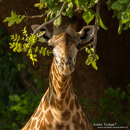 Thornicroft Giraffe - South Luangwa NP
