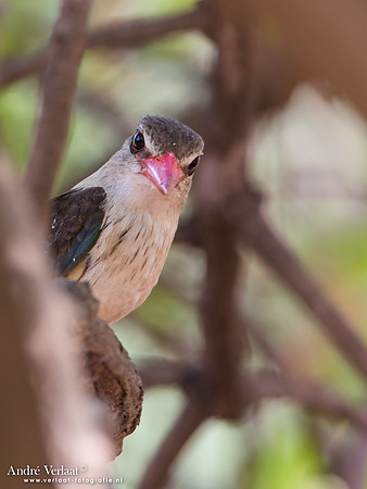 Bruinkapijsvogel / Brown-hooded Kingfisher - South Luangwa NP