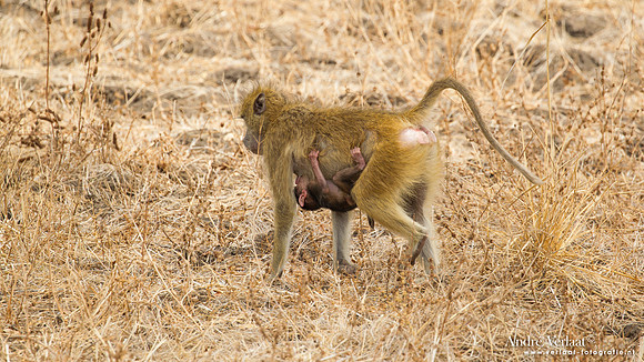 Baviaan - Baboon / South Luangwa NP