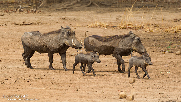 Knobbelzwijn / Warthog - South Luangwa NP