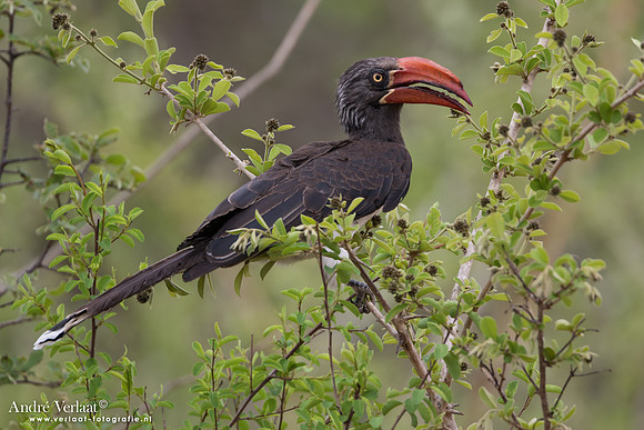 Kuiftok / Crowned Hornbill - South Luangwa NP