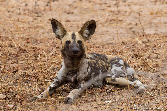 Wilde Hond / Wild Dog - South Luangwa NP