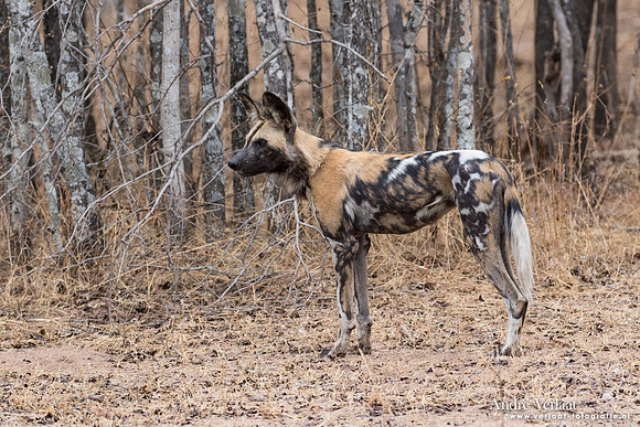 Wilde Hond / Wild Dog - South Luangwa NP
