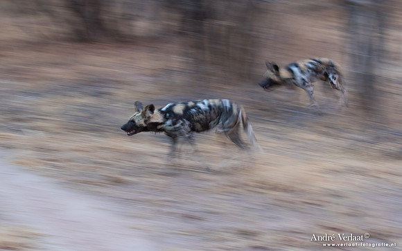 Wilde Hond / Wild Dog - South Luangwa NP
