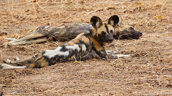 Wilde Hond / Wild Dog - South Luangwa NP