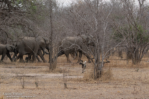 Wilde Hond / Wild Dog - South Luangwa NP