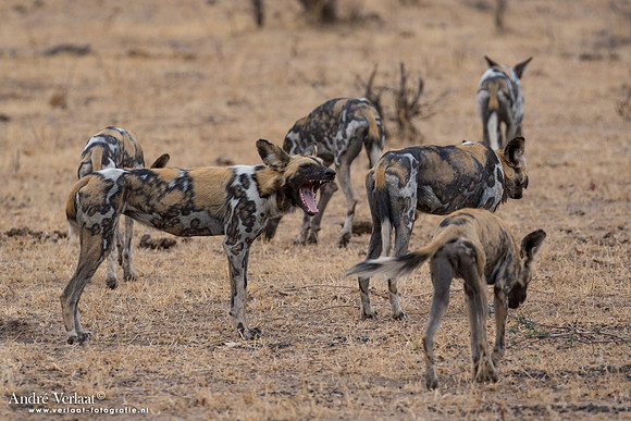 Wilde Hond / Wild Dog - South Luangwa NP