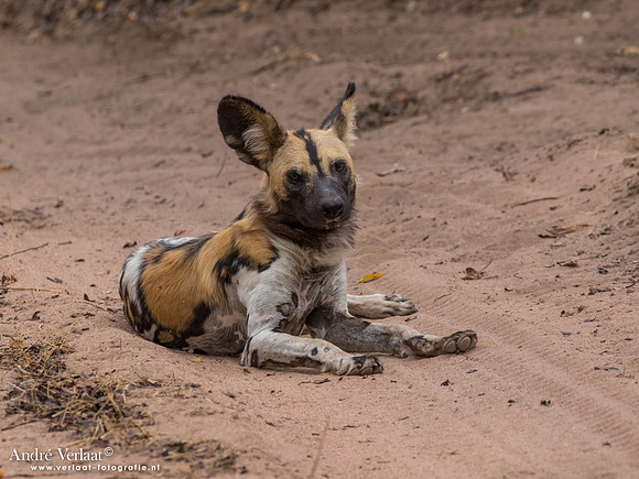Wilde Hond / Wild Dog - South Luangwa NP