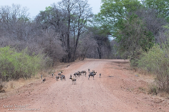Wilde Hond / Wild Dog - South Luangwa NP