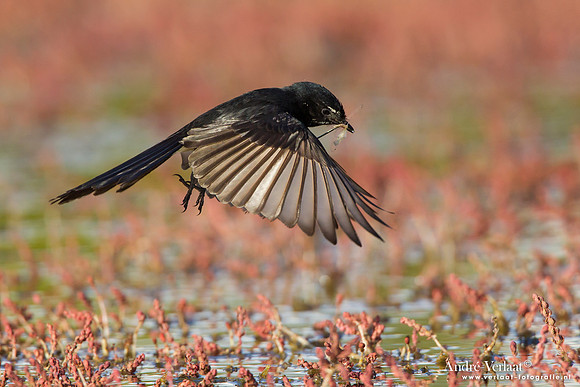 Tuinwaaierstaart / Willie Wagtail - Bowra Sanctuary