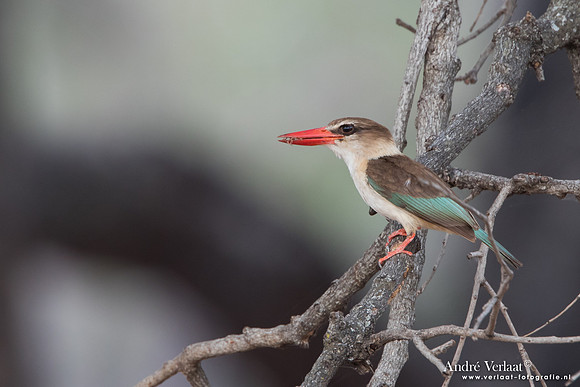 Bruinkapijsvogel / Brown-hooded Kingfisher - South Luangwa NP