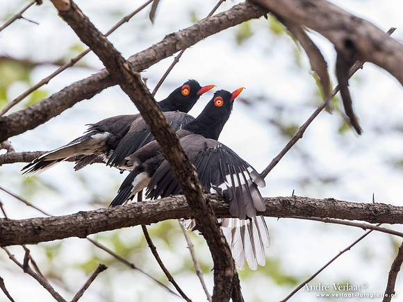Retz' Klauwier / Retz's Helmetshrike - South Luangwa NP
