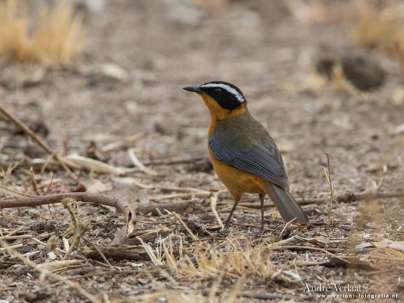 Witbrauwlawaaimaker / White-browed Robin-Chat - South Luangwa NP