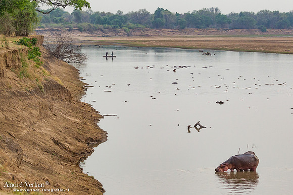 Nijlpaard / Hippo - South Luangwa NP