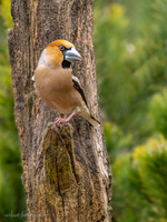Appelvink / Hawfinch - Lemelerberg