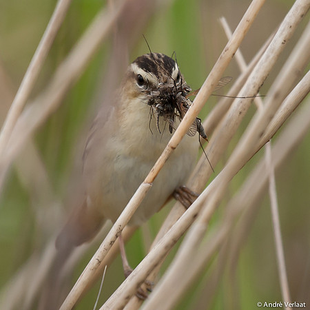 Rietzanger / Sedge Warbler - Egboetswater