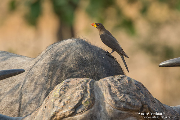 Geelsnavelossenpikker / Yellow-billed Oxpecker - South Luangwa NP