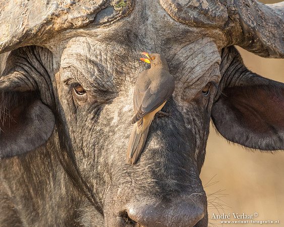 Geelsnavelossenpikker / Yellow-billed Oxpecker - South Luangwa NP