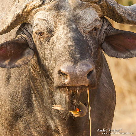 Geelsnavelossenpikker / Yellow-billed Oxpecker - South Luangwa NP