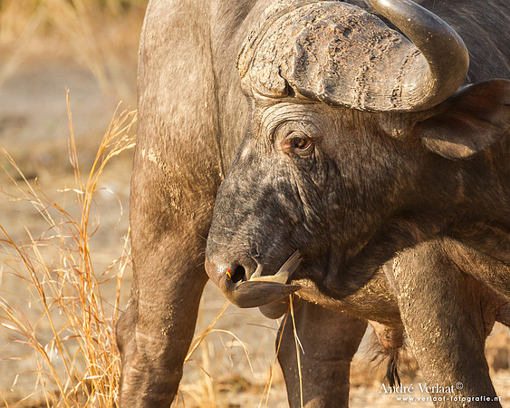 Geelsnavelossenpikker / Yellow-billed Oxpecker - South Luangwa NP