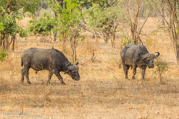 Kafferbuffel / African Buffalo - South Luangwa NP