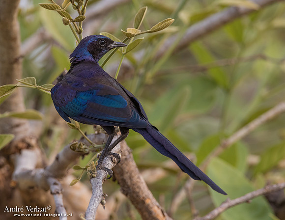 Grote Glansspreeuw / Burchell's Glossy-Starling - South Luangwa NP
