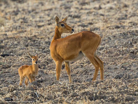 Puku - South Luangwa NP