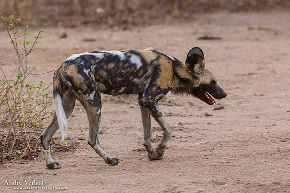 Wilde Hond / Wild Dog - South Luangwa NP