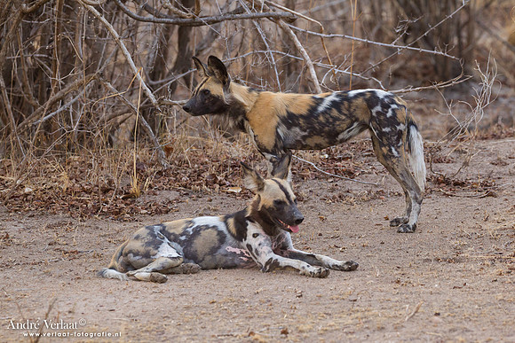 Wilde Hond / Wild Dog - South Luangwa NP