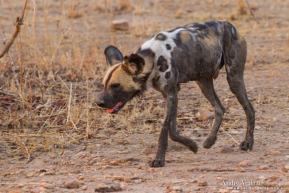 Wilde Hond / Wild Dog - South Luangwa NP