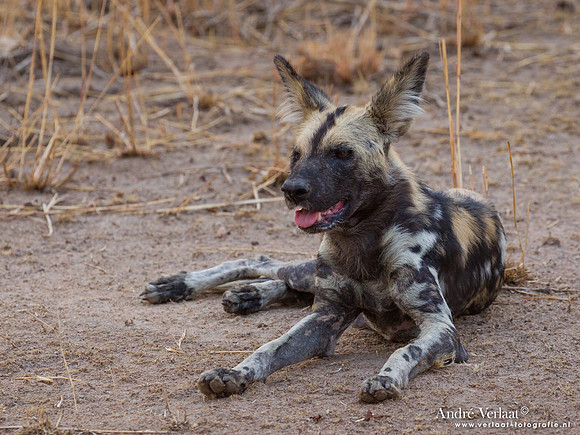 Wilde Hond / Wild Dog - South Luangwa NP