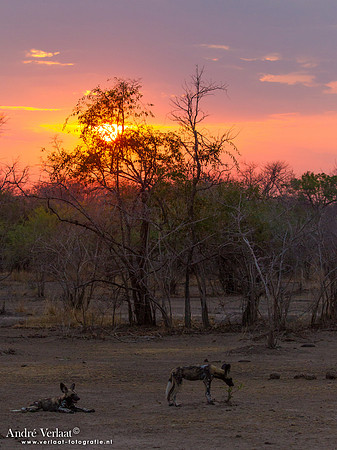 Wilde Hond / Wild Dog - South Luangwa NP