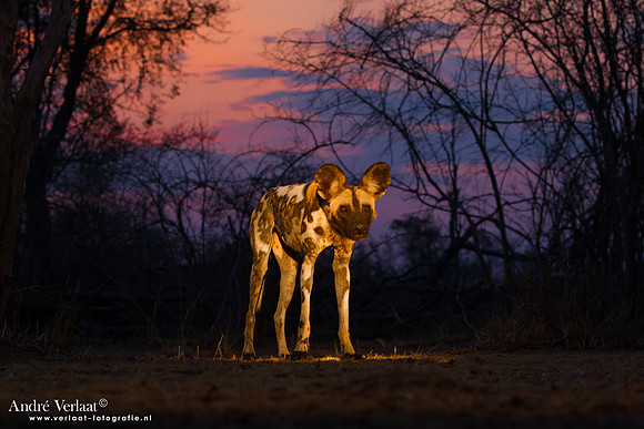 Wilde Hond / Wild Dog - South Luangwa NP