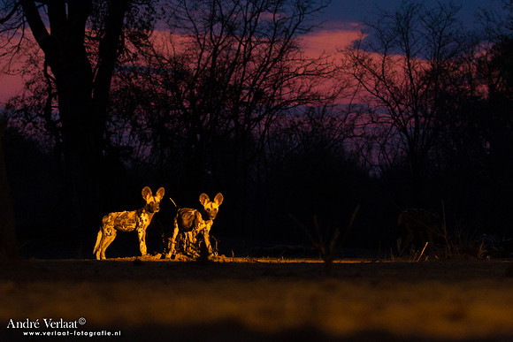 Wilde Hond / Wild Dog - South Luangwa NP