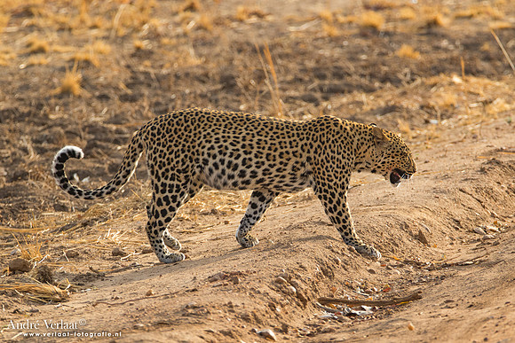 Luipaard / Leopard - South Luangwa NP