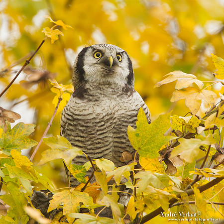 Sperweruil / Northern Hawk Owl - Zwolle
