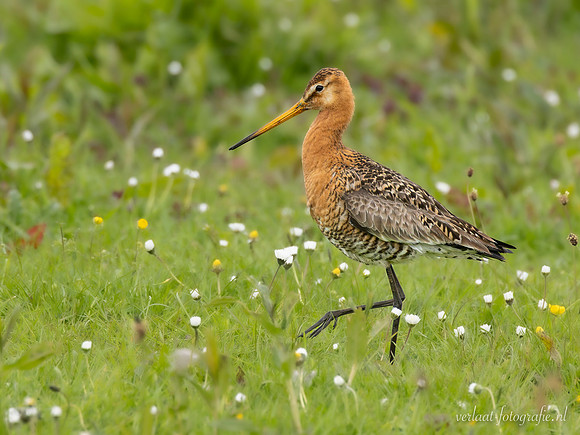 Grutto / Black-tailed Godwit - Wognum