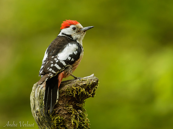 Middelste Bonte Specht / Middle Spotted Woodpecker - Maasduinen