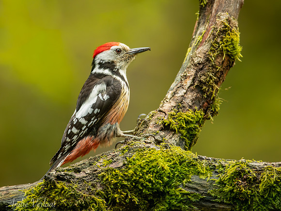 Middelste Bonte Specht / Middle Spotted Woodpecker - Maasduinen