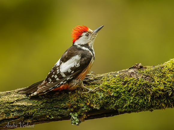 Middelste Bonte Specht / Middle Spotted Woodpecker - Maasduinen