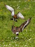 Grutto / Black-tailed Godwit - Wognum
