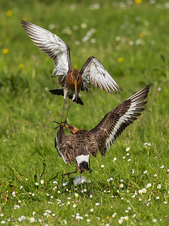 Grutto / Black-tailed Godwit - Wognum