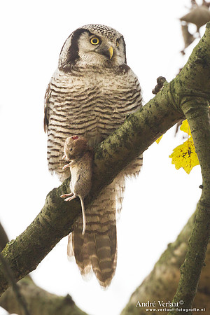 Sperweruil / Northern Hawk Owl - Zwolle