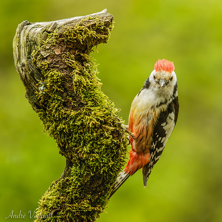 Middelste Bonte Specht / Middle Spotted Woodpecker - Maasduinen