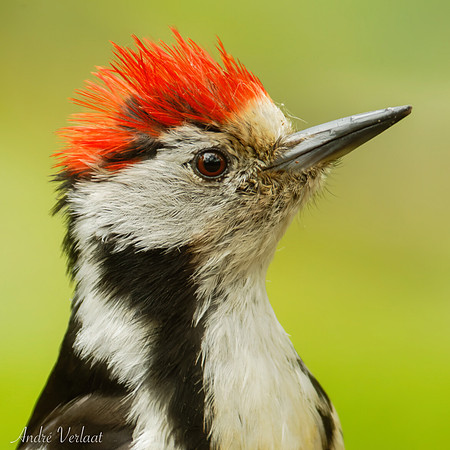 Middelste Bonte Specht / Middle Spotted Woodpecker - Maasduinen