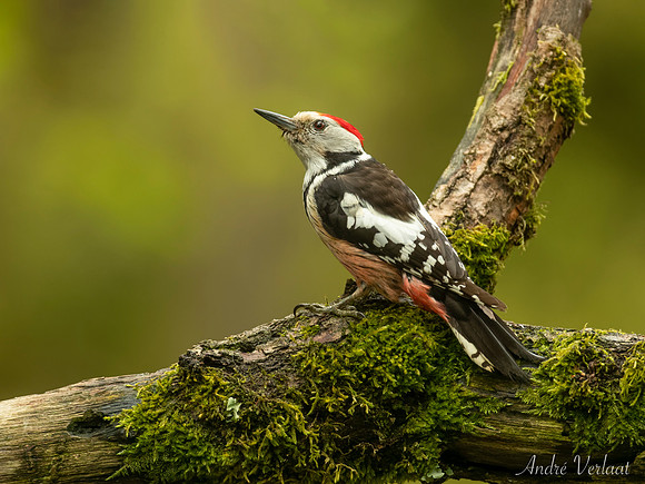 Middelste Bonte Specht / Middle Spotted Woodpecker - Maasduinen