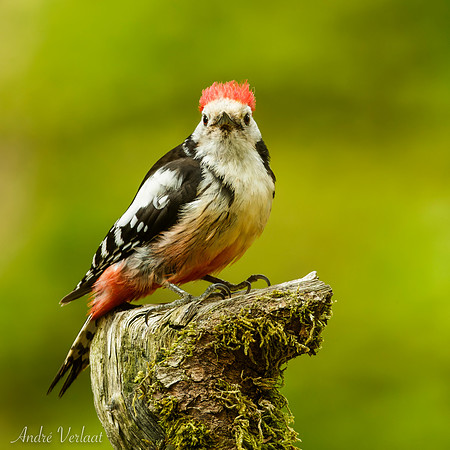 Middelste Bonte Specht / Middle Spotted Woodpecker - Maasduinen