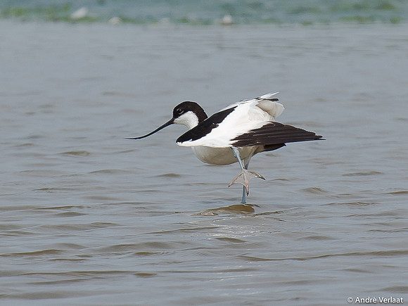 Kluut / Pied Avocet - Waterberging Twisk