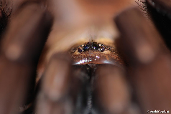 Wolf Tarantula - Arenal, Costa Rica